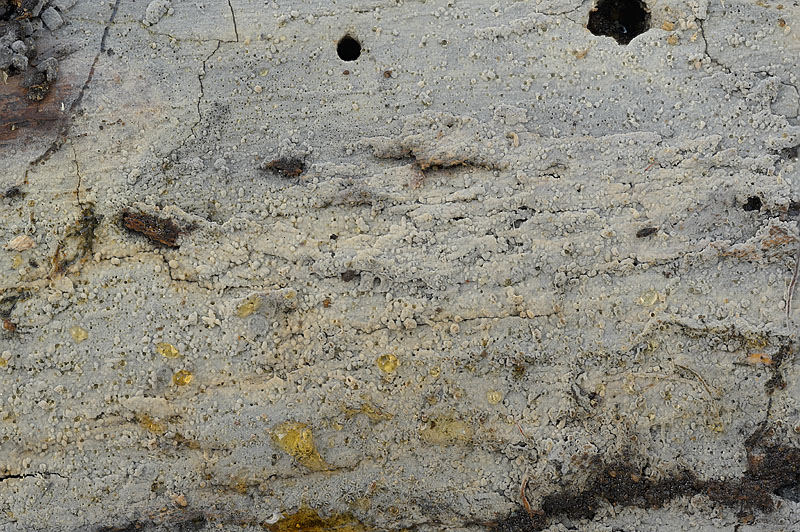 Phlebiella tulasnelloidea